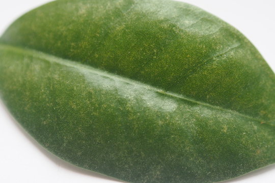 feuille verte 2