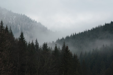 Forested mountain slope in low lying cloud with the evergreen conifers shrouded in mist in a scenic...