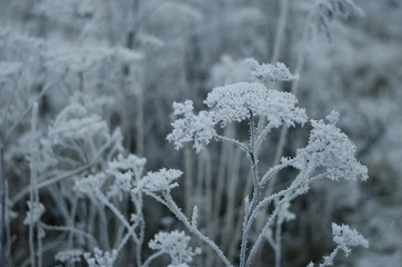 Frost bites