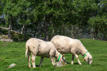 Obraz na płótnie Canvas Sheep on the beautiful pasture grass in Norway.