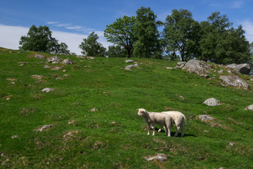 Fototapeta premium Sheep on the beautiful pasture in Norway.