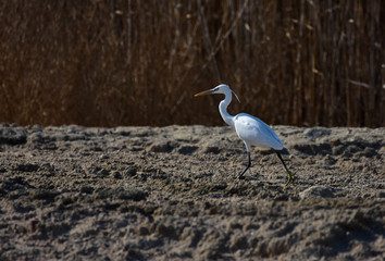 Reef heron