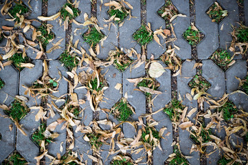 green grasses in  holes of paving blocks with yellow seeds at autumn. background, pattern, texture.