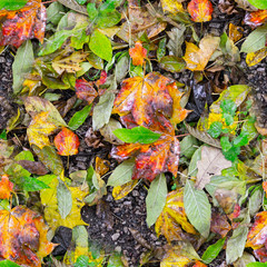 seamless wet autumn leaves texture. background, nature.