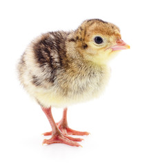 Chicken turkey isolated