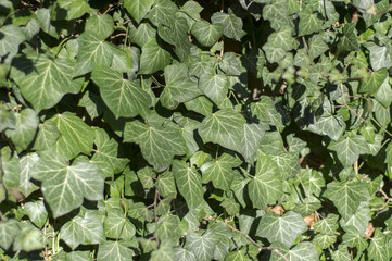 Fototapeta premium Hedera helix leaves in sunlight, green foliage background