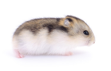 Small domestic hamster.