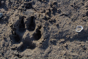 1/27/2018-Benjamin, Utah/USA-animal prints in the frozen frost across a lake shoreline