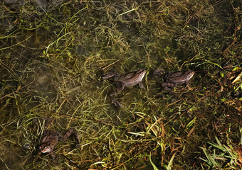 A lot of frogs joined together in a pond.