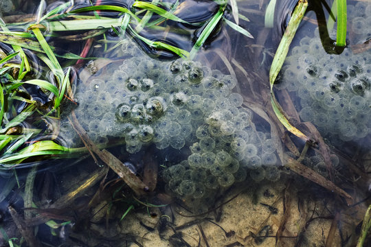  Frogspawn sitting on top of a pond