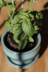 A small basil plant