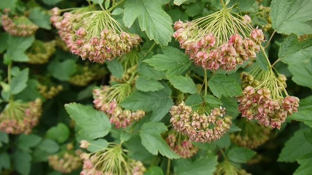 Physocarpus opulifolius, ninebark or Atlantic ninebark with fruits, closeup