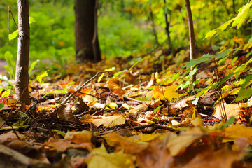 Autumn leaves on the ground. Moscow park