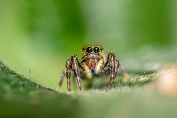 Yellow and orange jumping spider on a leaf, with green background, closeup macro