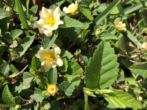 yellow wildflower called wireweed