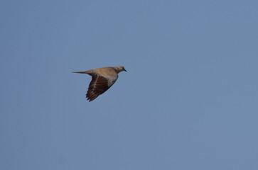 African collared dove