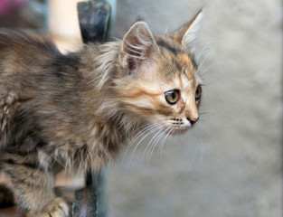 Fototapeta na wymiar Fluffy three-colored long-haired kitten. Selective focus.