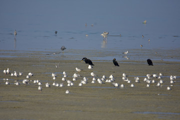 Common Cormorant With Sea Gulls