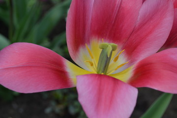 Fototapeta premium Tulpe