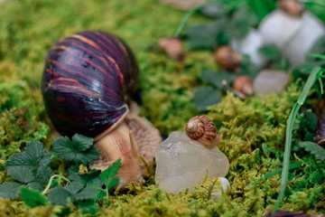 Big snail crawling on moss and looking for food