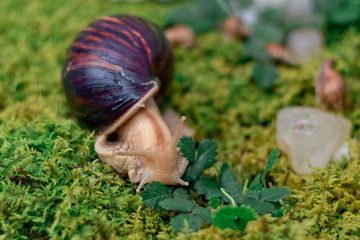 Closeup of snail Achatina in their natural habitat