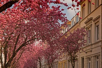 Papier Peint photo Fleur de cerisier Kirschblüte in der Bonner Altstadt