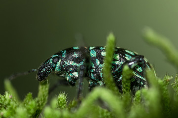 Black and blue beautiful beetle insect, with blue spots on the body, on a tree, macro closeup, on green moss