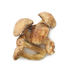 Raw mushrooms on white background
