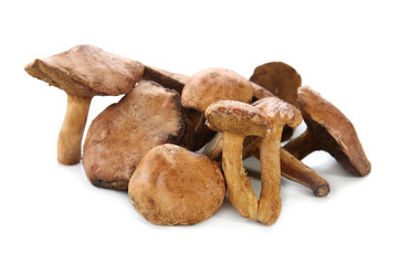 Raw mushrooms on white background