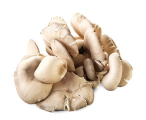 Raw oyster mushrooms on white background