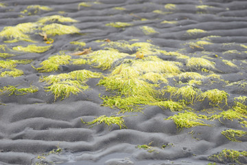 Küsten-Landschaft / Vatnsnes - Halbinsel, Nord-Island 