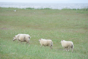 Schafe in isländischer grüner Landschaft 
