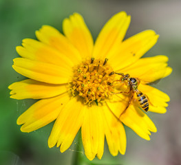 Small wasp bee feeding on a yellow and orange flower macro closeup