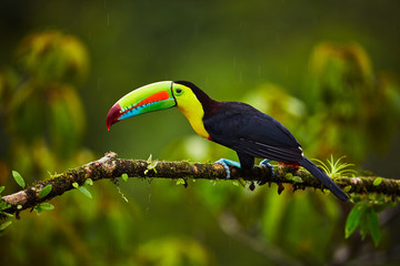 Fototapeta premium Portret Keel-billed Toucan (Ramphastus sulfuratus) siedzący na gałęzi w Tropical Reserve. W Kostaryce. Ptak przyrody