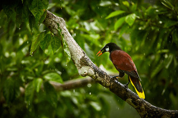Montezuma Oropendola, Psarocolius montezuma, exotic bird from Costa Rica, brown with black head and orange bill, green background. Wildlife scene from nature.