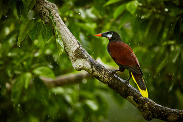 Montezuma Oropendola, Psarocolius montezuma, exotic bird from Costa Rica, brown with black head and orange bill, green background. Wildlife scene from nature.