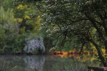 Lake in the Spring with Trees