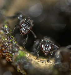 Black carpenter bees flying out of beehive macro closeup