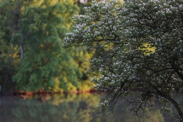 Lake in the Springtime 