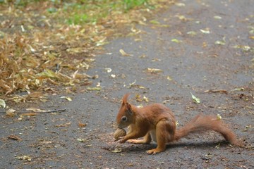 Eichhörnchen