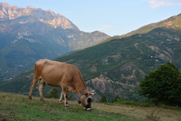 weidende Kuh vor beleuchteter Bergkette
