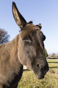 Portrait of a gray donkey looking into the camera, Switzerland