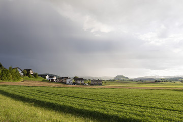Fototapeta na wymiar Grain field glows in the sunlight after a heavy thunderstorm