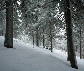 Winter coniferous forest covered in snow with frost, nature background