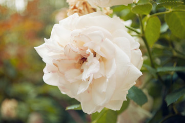 Orizontal close up of a white rose with green foliage, on a blurred background with a white flare on top