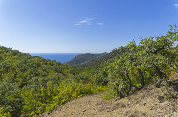Naklejka na ściany i meble Crimea. Forest on the slopes of the coastal mountains.