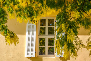Façade d'une maison provençale, Branches du mimosa autour de la fenêtre