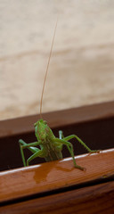 Vertical macro close up of a green grasshopper with funny face cleaning his antenna on a wooden window
