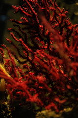 Macro close up of red floating coral, on a dark green background, with blurred background and foreground, and focused in the center