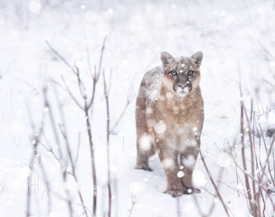 Obraz premium Portrait of a cougar, mountain lion, puma, Winter mountains. Winter scene in wildlife America, snow storm, snowfall